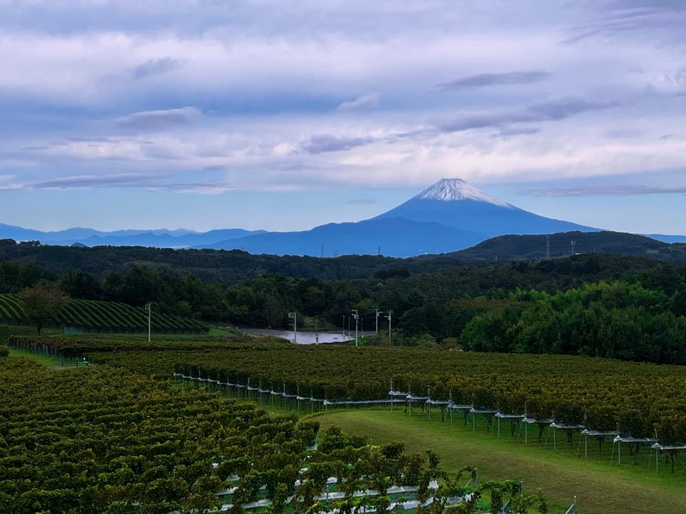 中伊豆ワイナリーシャトーT.S　「シャトーテラス」