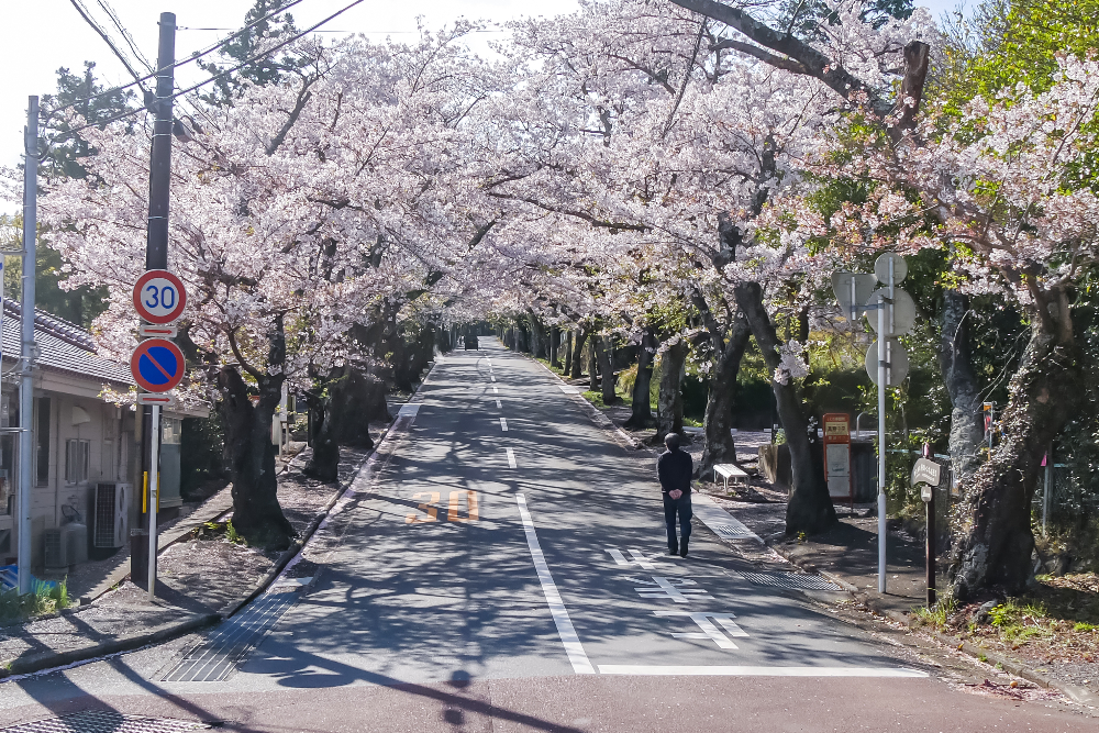 伊豆高原　桜のトンネル