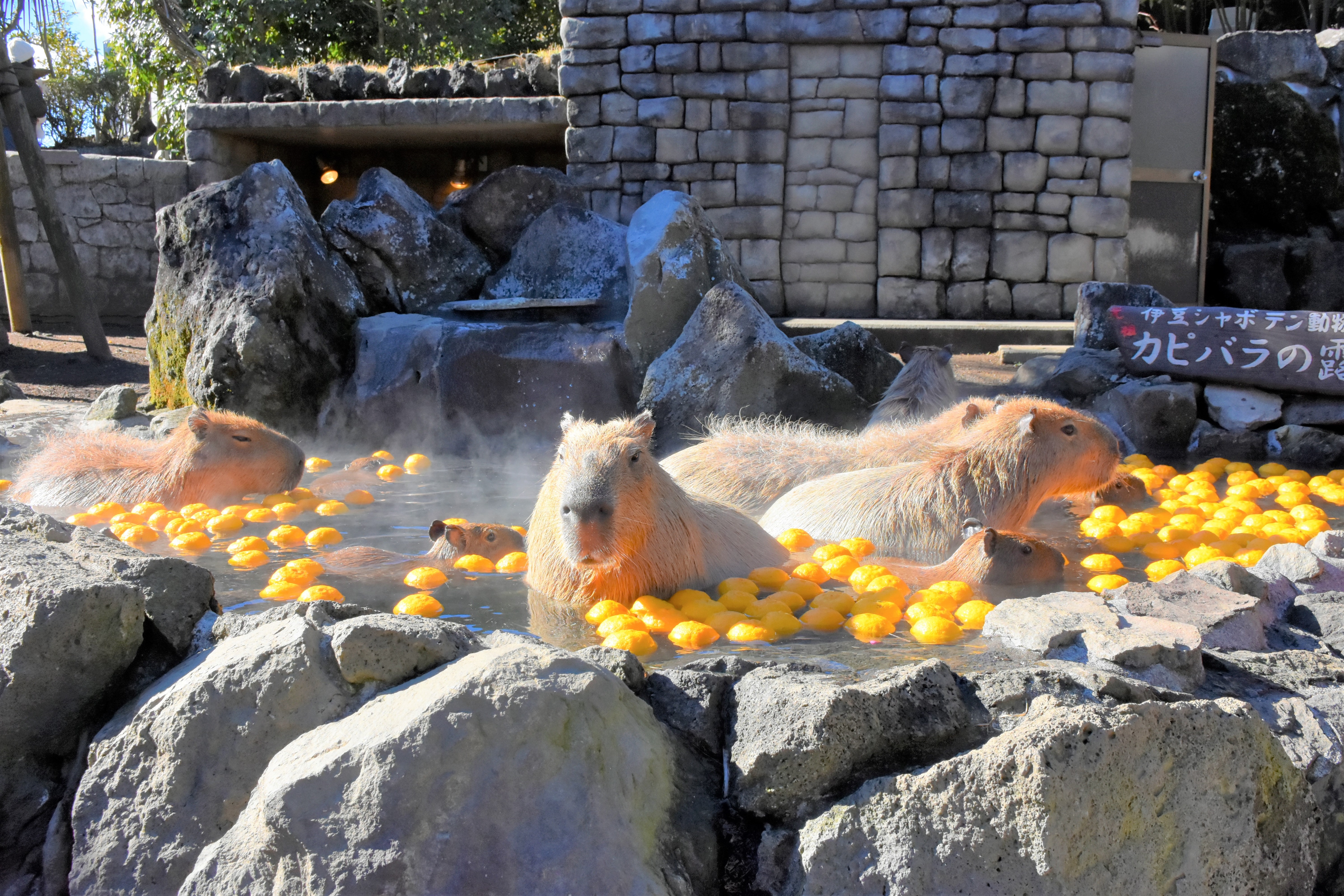 伊豆シャボテン動物公園