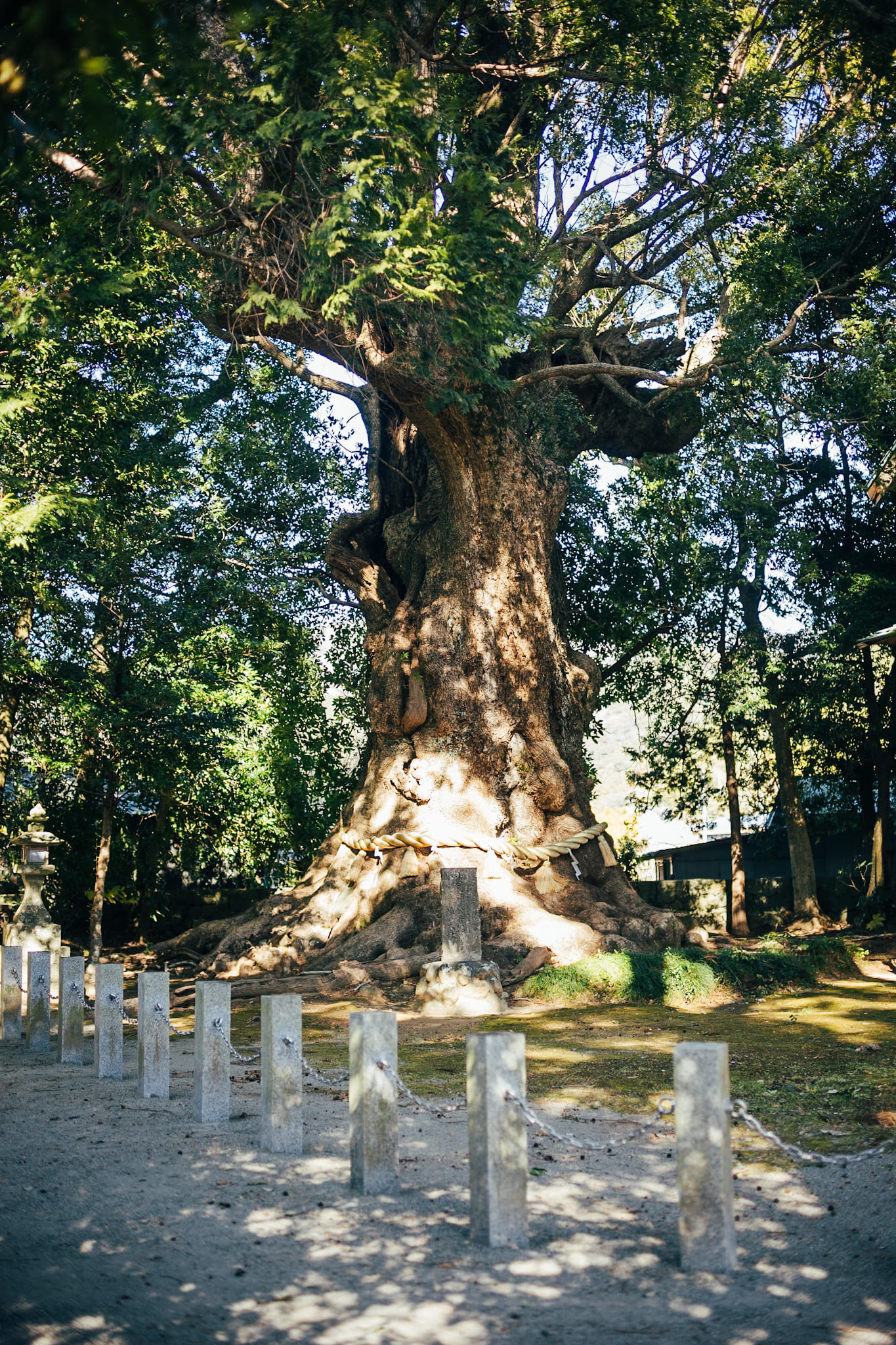 川津来宮神社 大楠