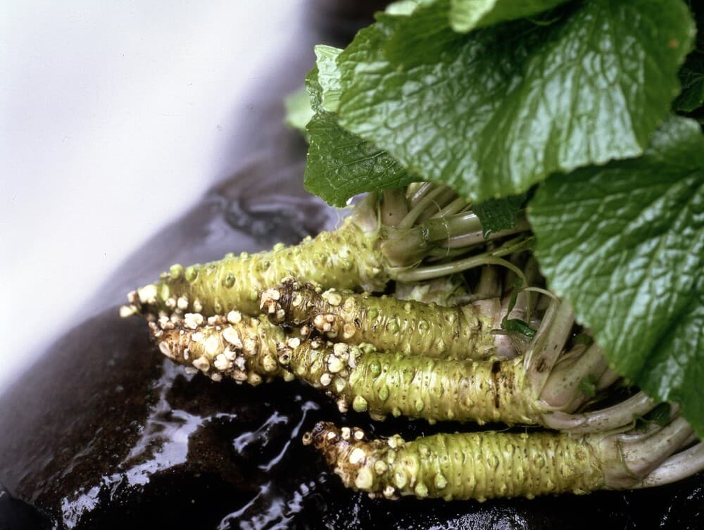 わさび 伊豆市の特産物