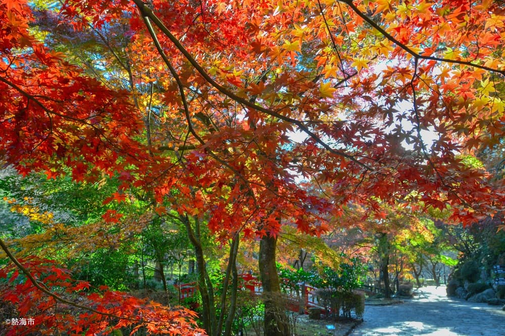 熱海の紅葉