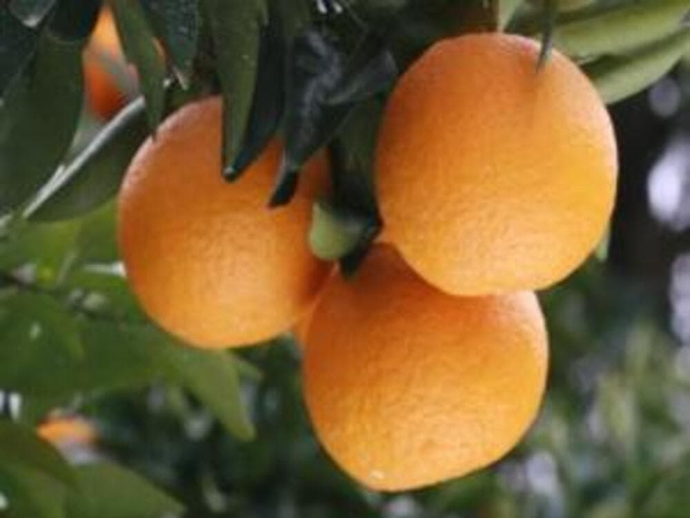 泰山園　甘夏