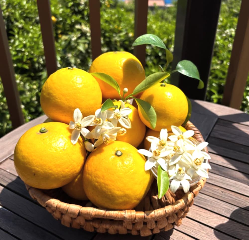 ふたつぼり　花摘み
