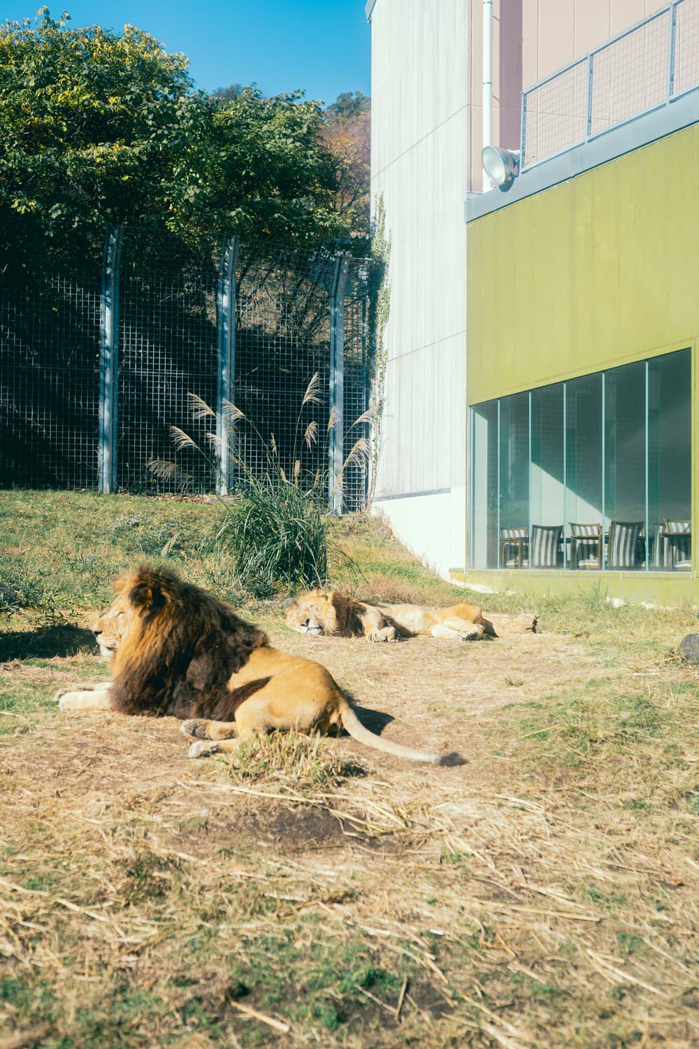 伊豆アニマルキングダム