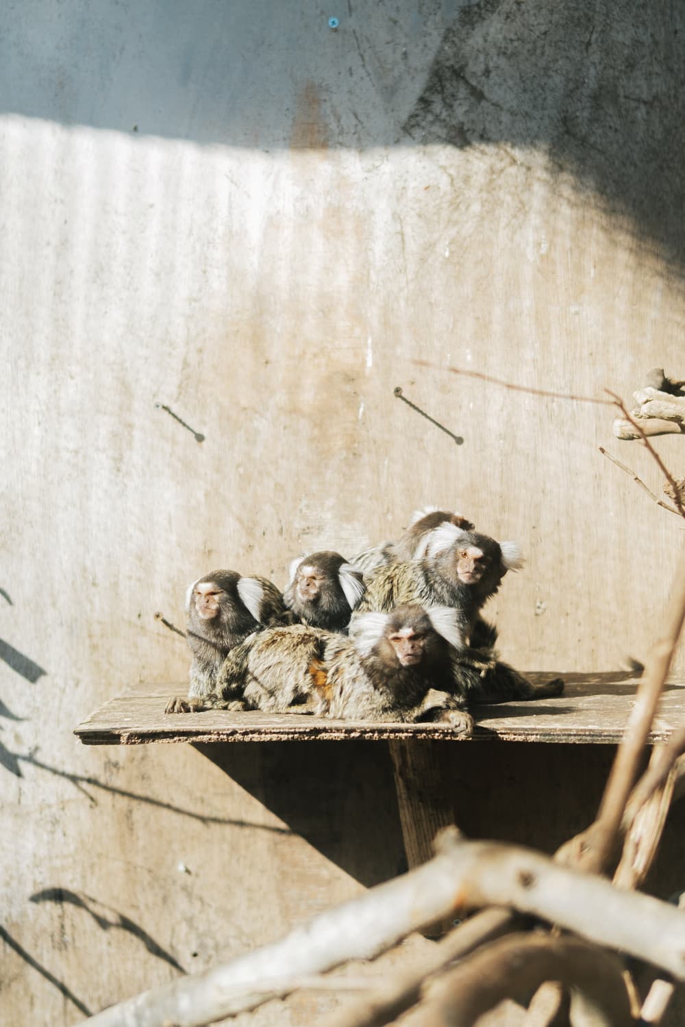 伊豆アニマルキングダム