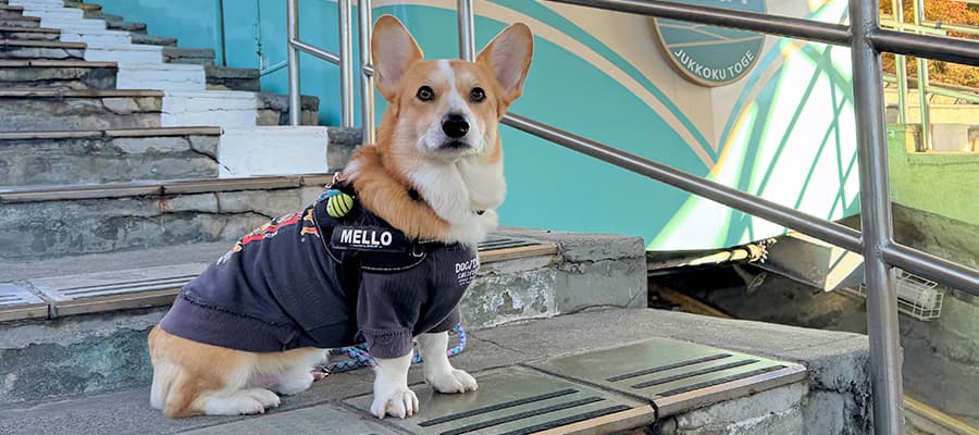 十国峠　わんちゃん