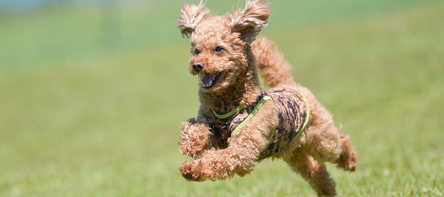 十国峠　わんちゃん