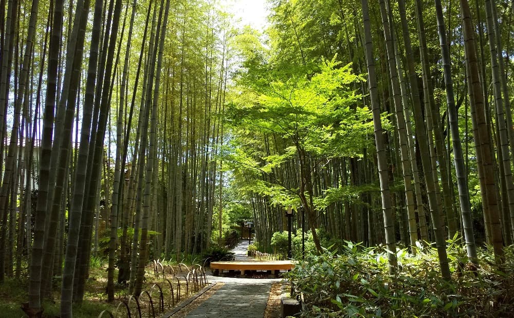 竹林の小径