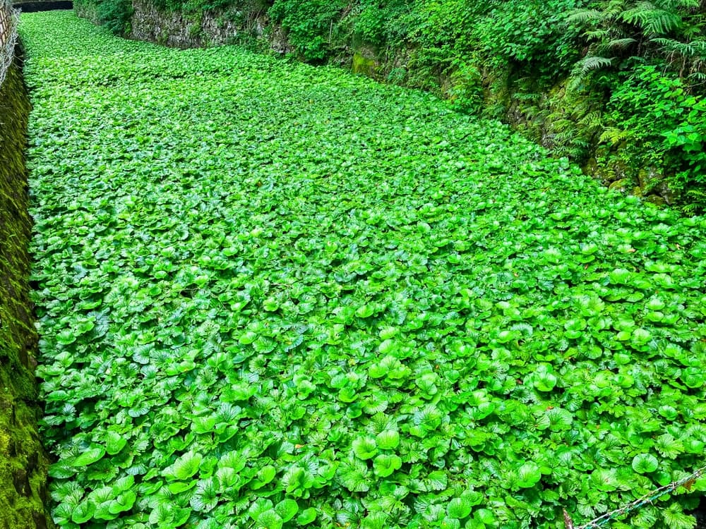 浄蓮の滝　わさび田