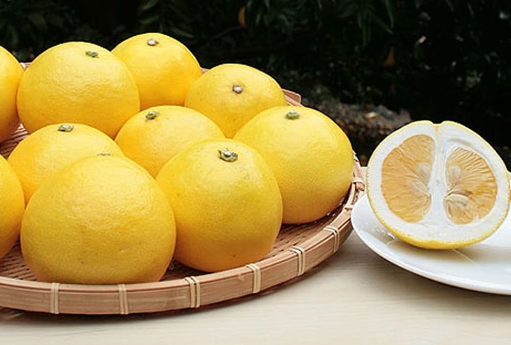 伊豆太陽ニューサマ―オレンジ