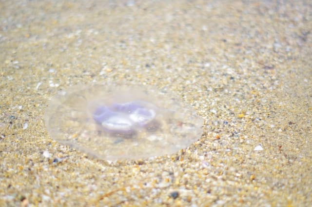 伊豆　海水浴場　クラゲ
