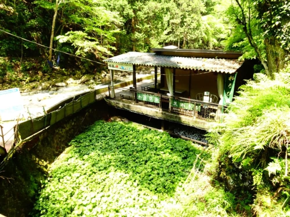 浄蓮の滝　わさび田