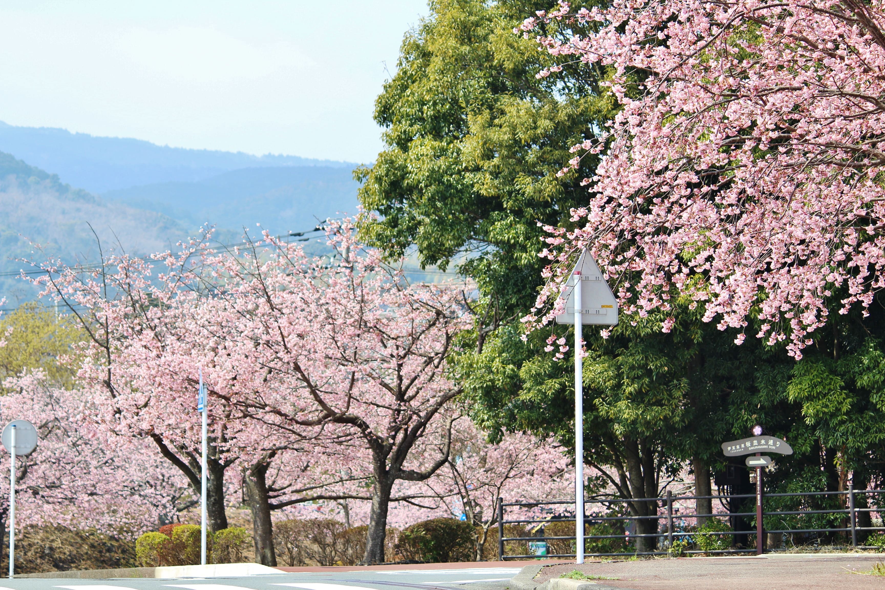 伊豆高原桜のトンネル