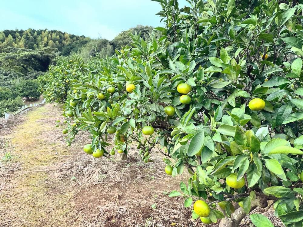 泰山園