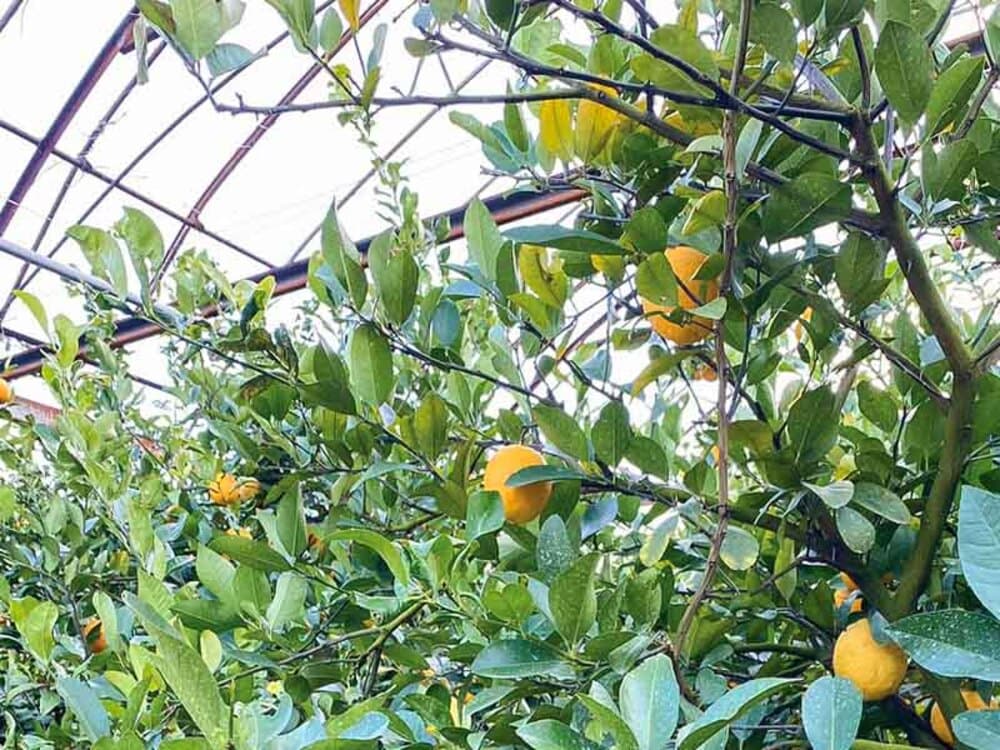 木負観光みかん園