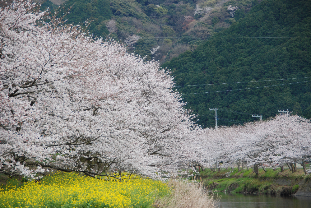 那賀川　桜
