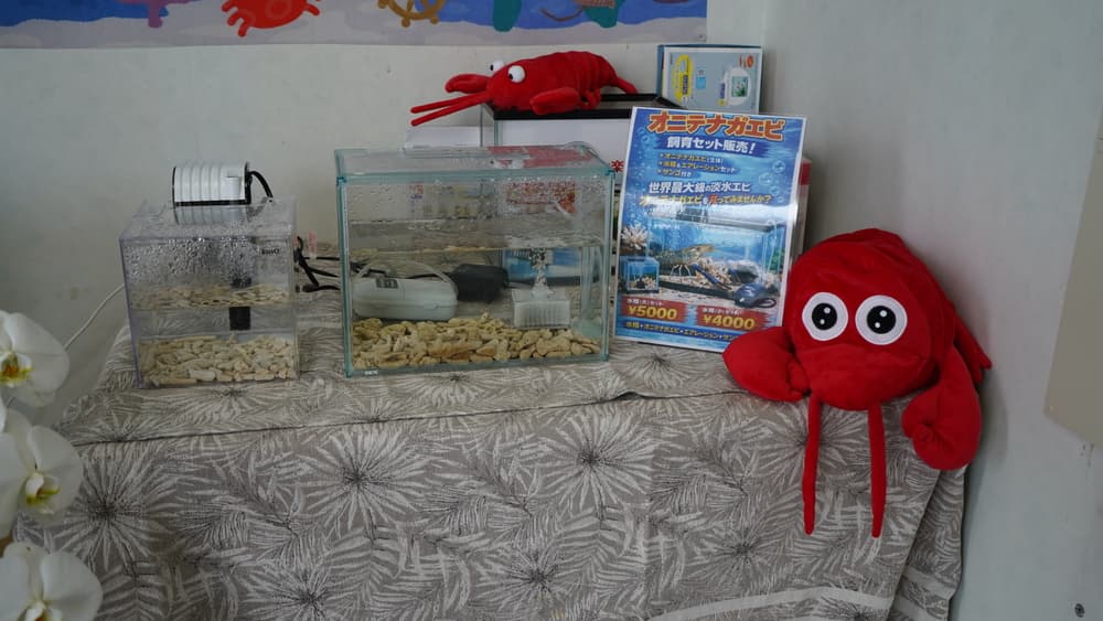 沼津シュリンプパーク　飼育セット
