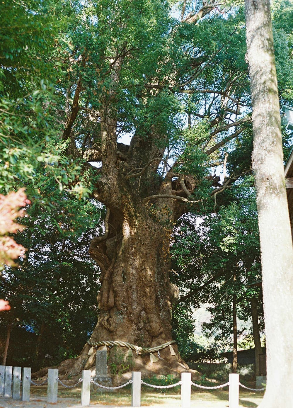 川津来宮神社 大クス