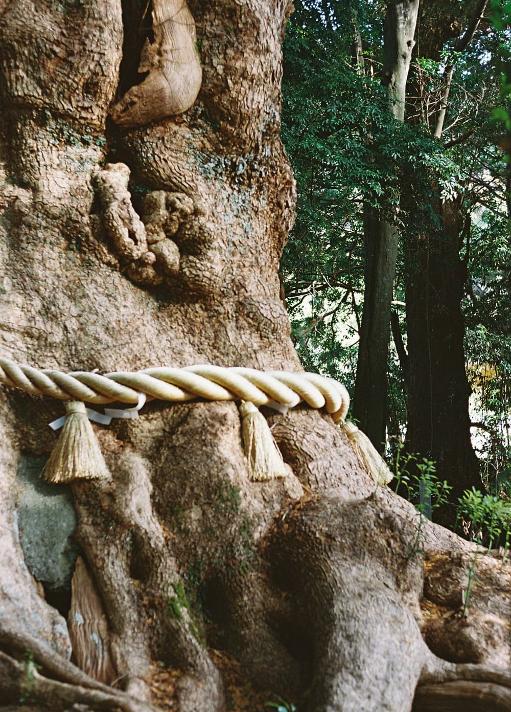 川津来宮神社 大クス