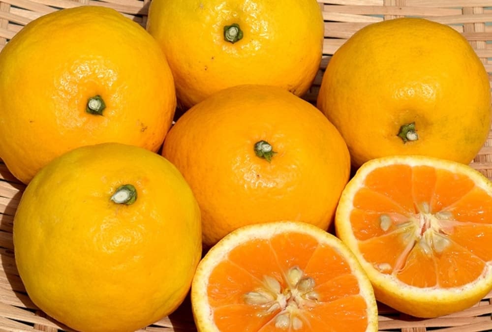 ハジマリのカンキツ　いずのはる