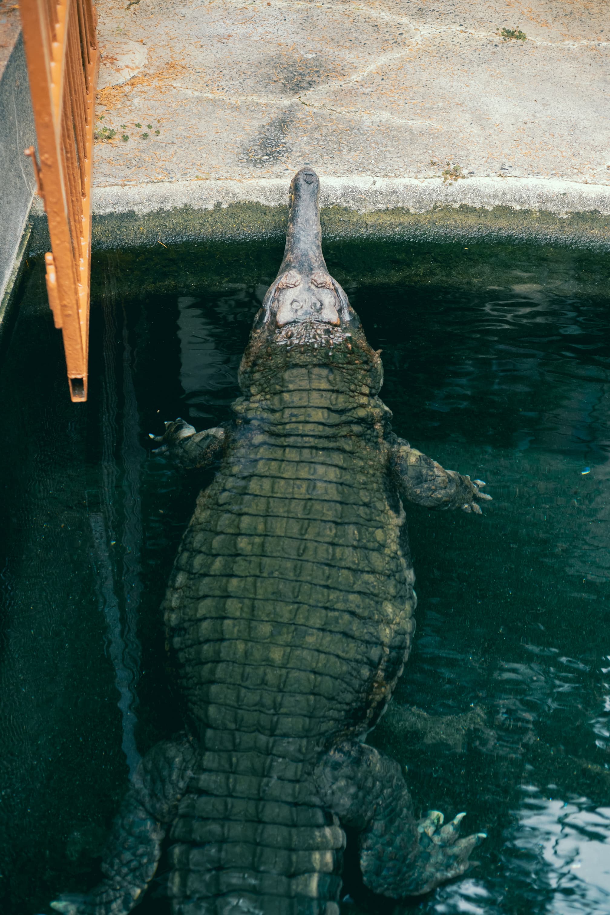 熱川バナナワニ園