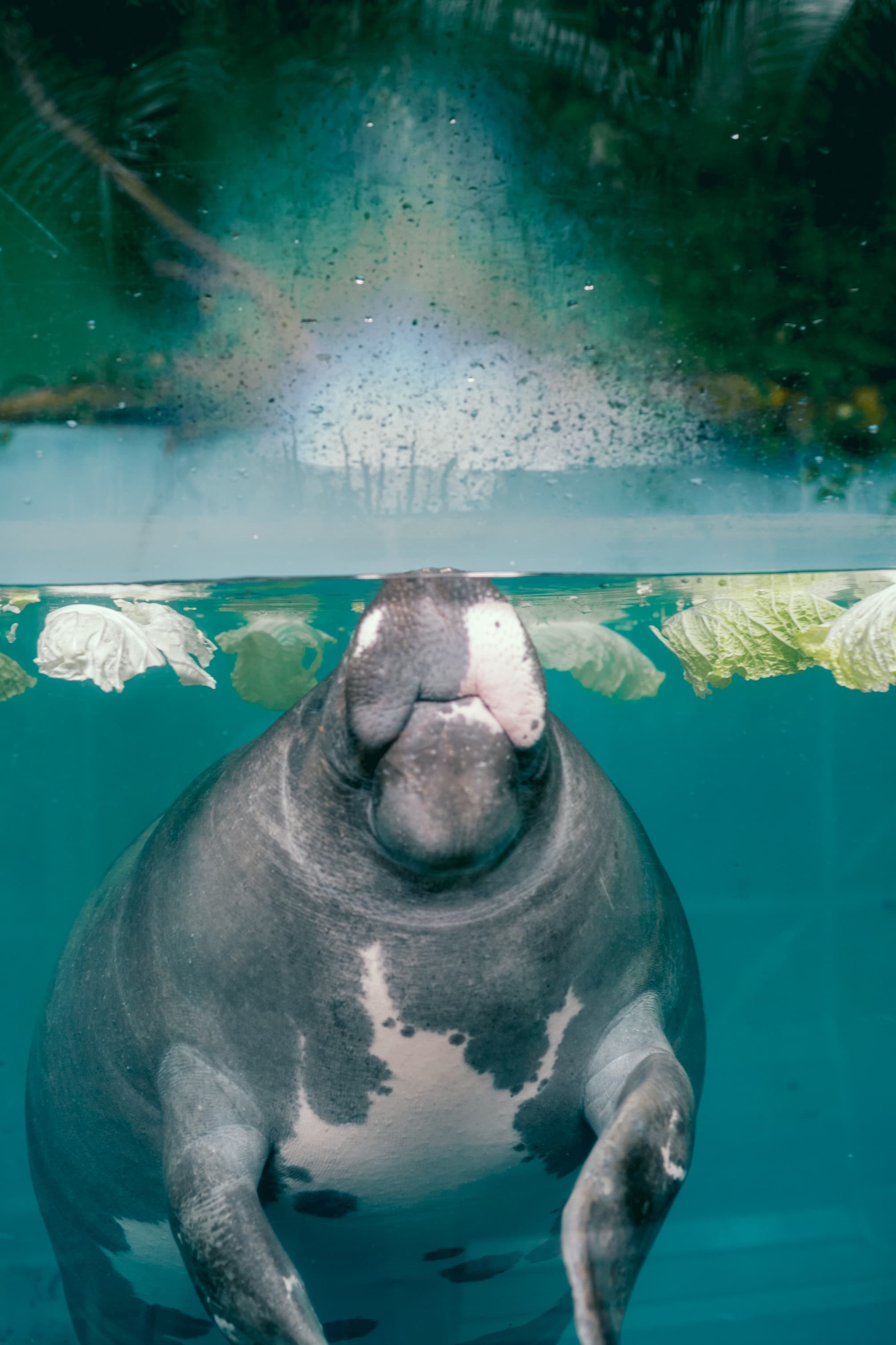 熱川バナナワニ園