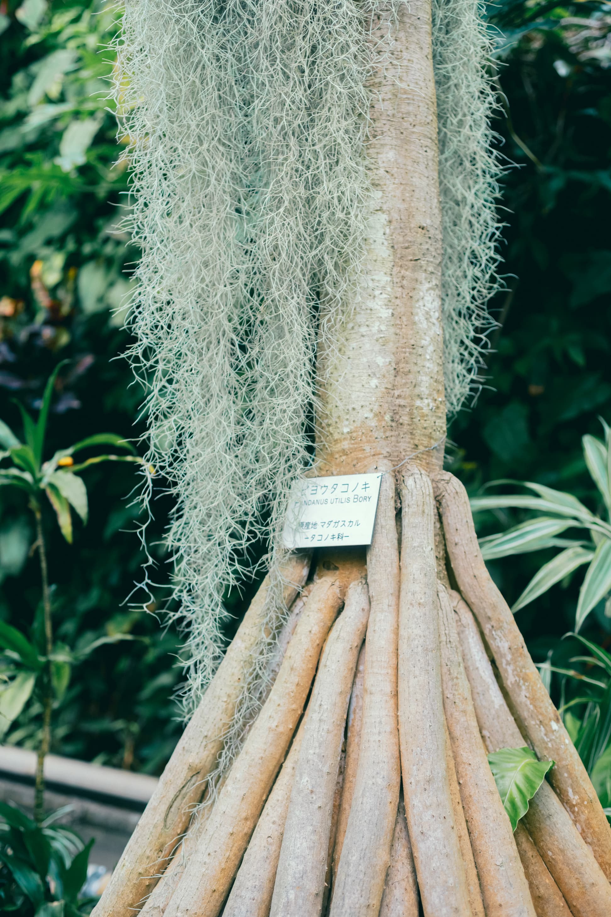 熱川バナナワニ園