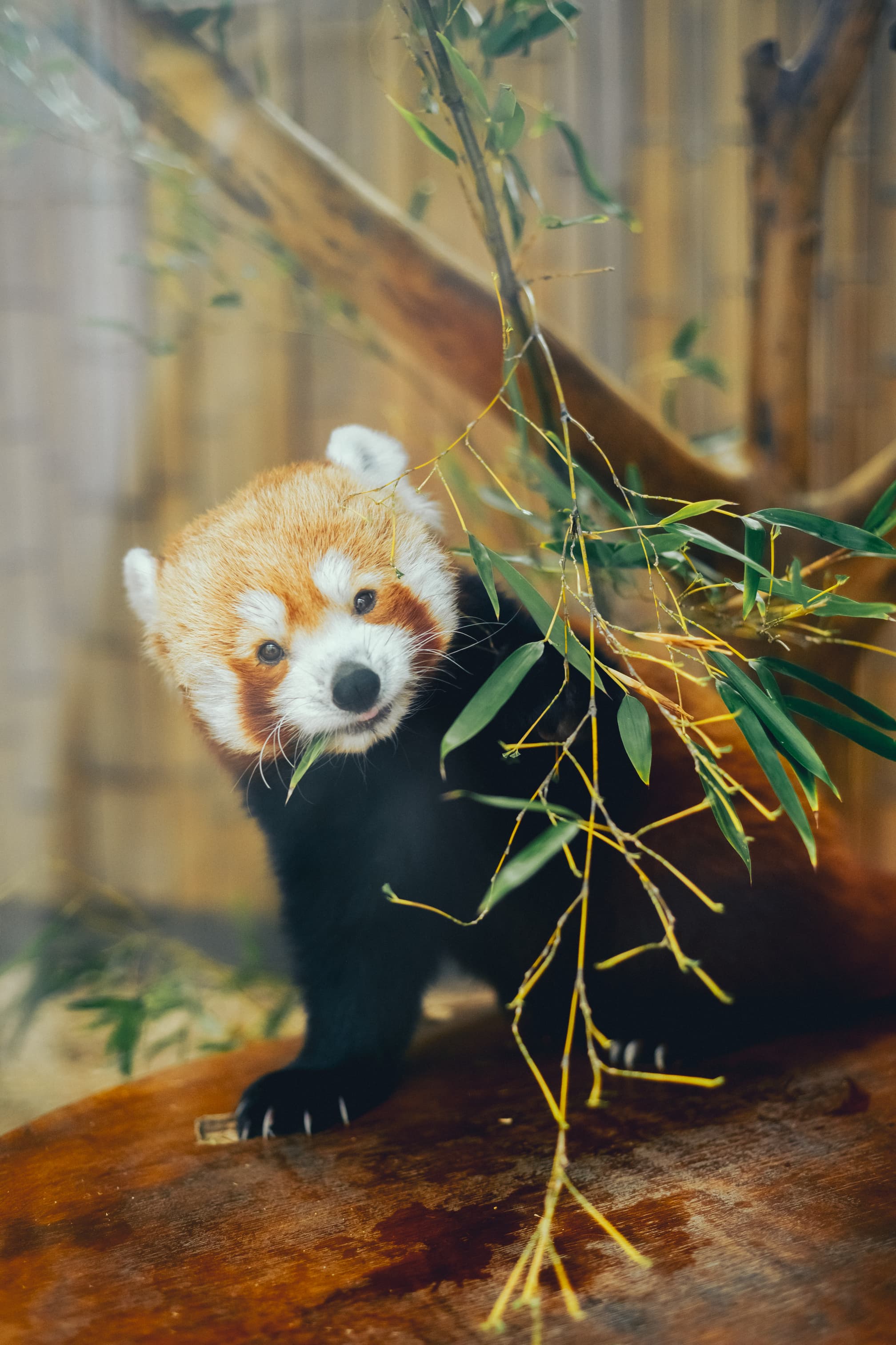 熱川バナナワニ園