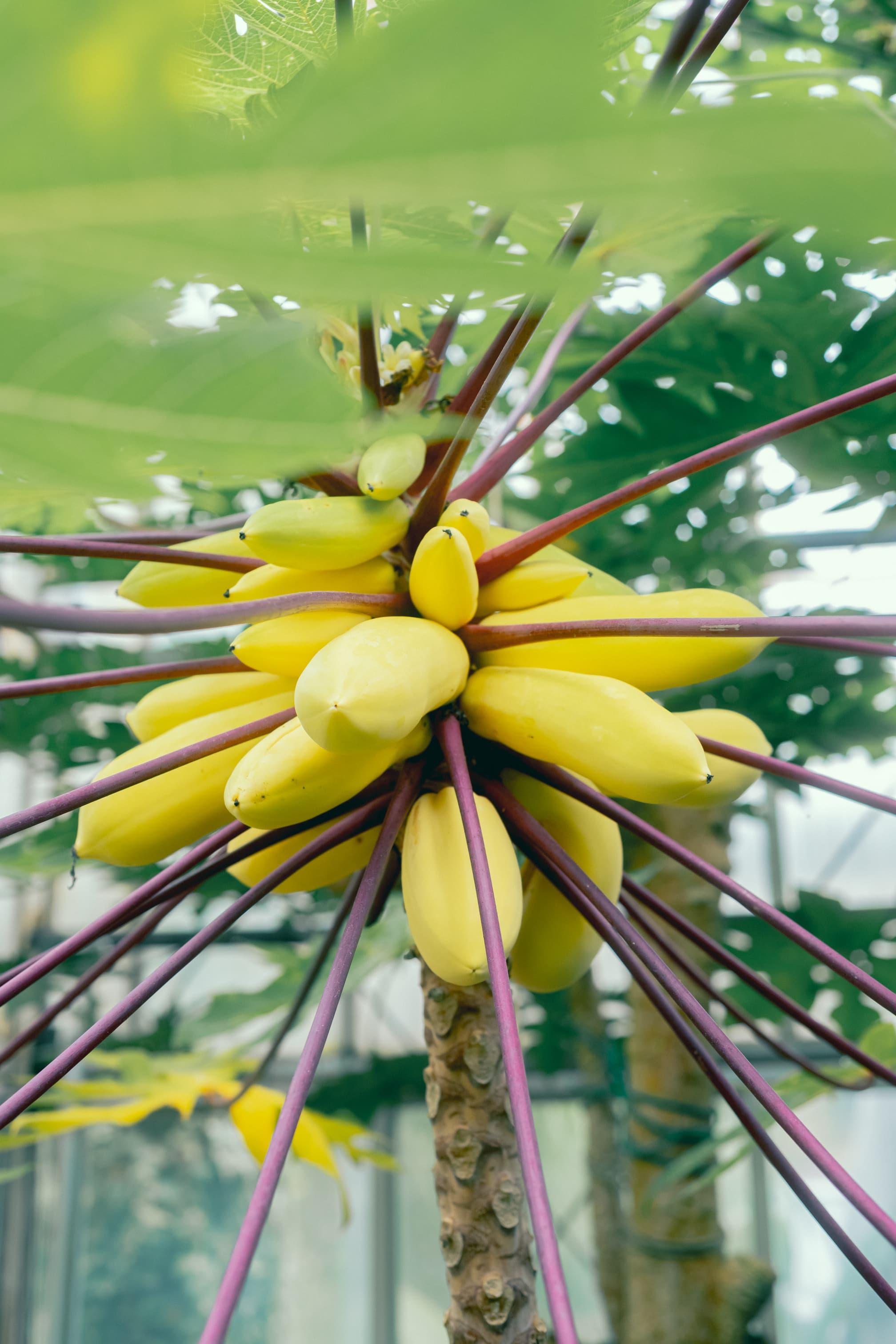 熱川バナナワニ園
