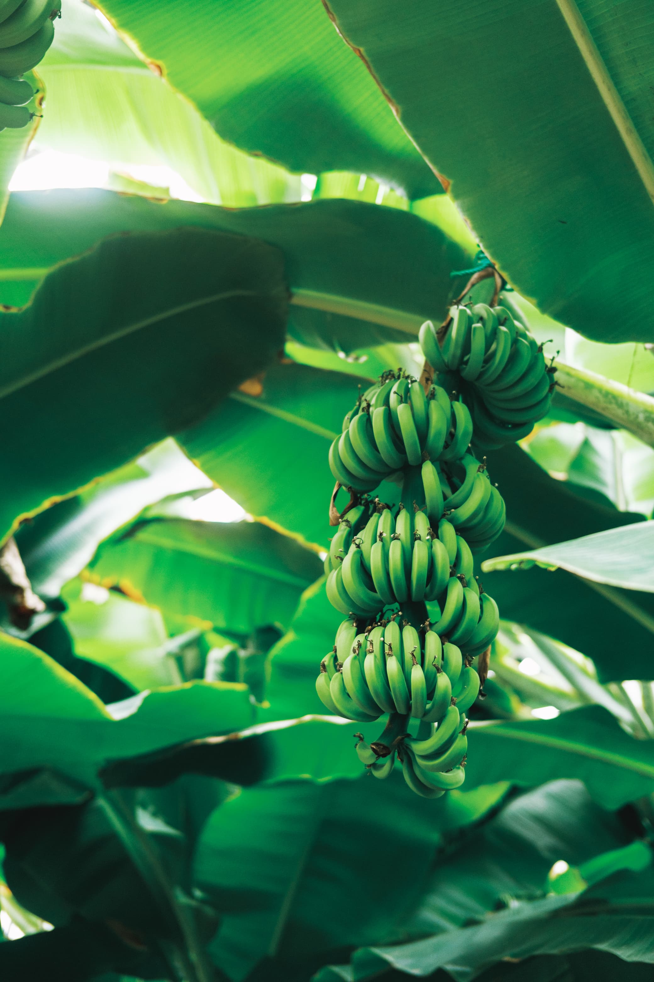 熱川バナナワニ園