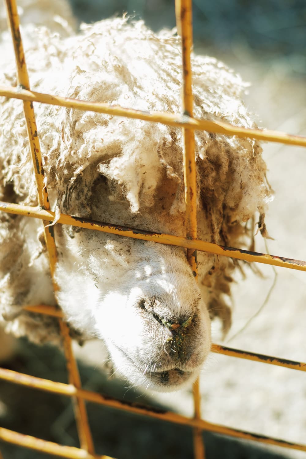 伊豆アニマルキングダム