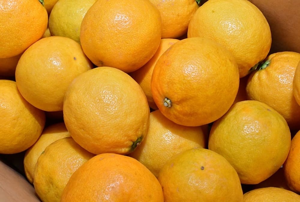 西浦レモネード