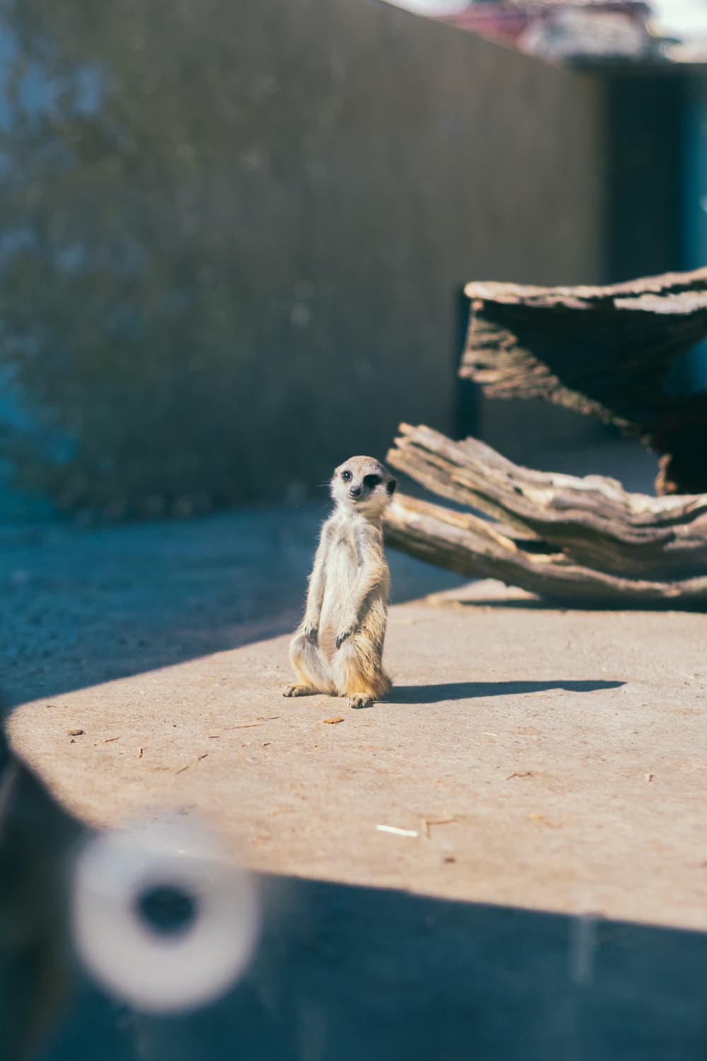 伊豆アニマルキングダム