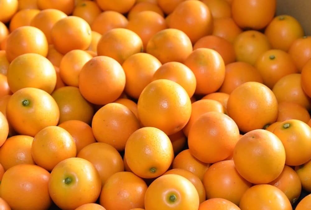 キンカンこん太