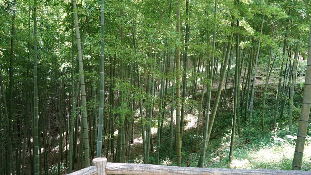 MOA美術館 竹林