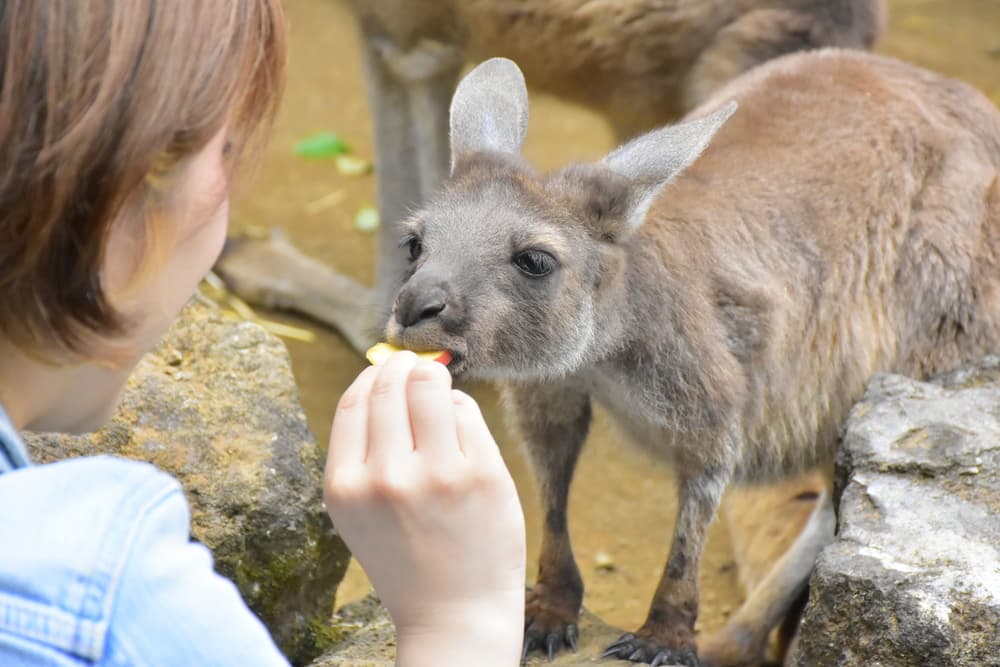 シャボテン動物公園