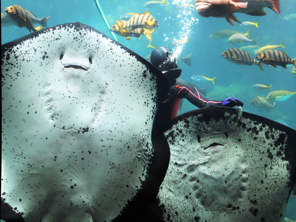 下田海中水族館】イルカ達が海で泳ぐ姿を見られる日本でも珍しい天然