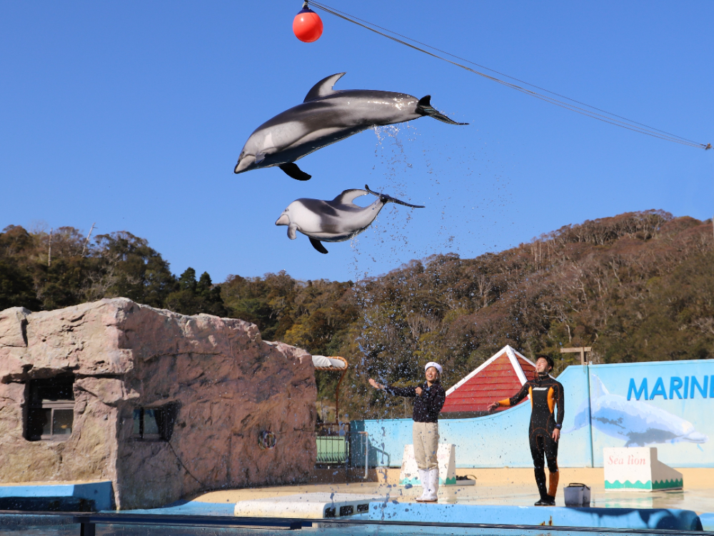 下田海中水族館】イルカ達が海で泳ぐ姿を見られる日本でも珍しい天然