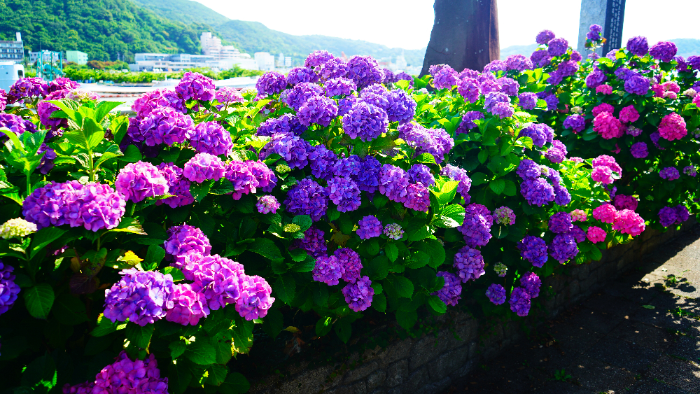あじさい祭】日本一の群生、三百万輪が咲き誇る - COLUMN｜Izu Letters