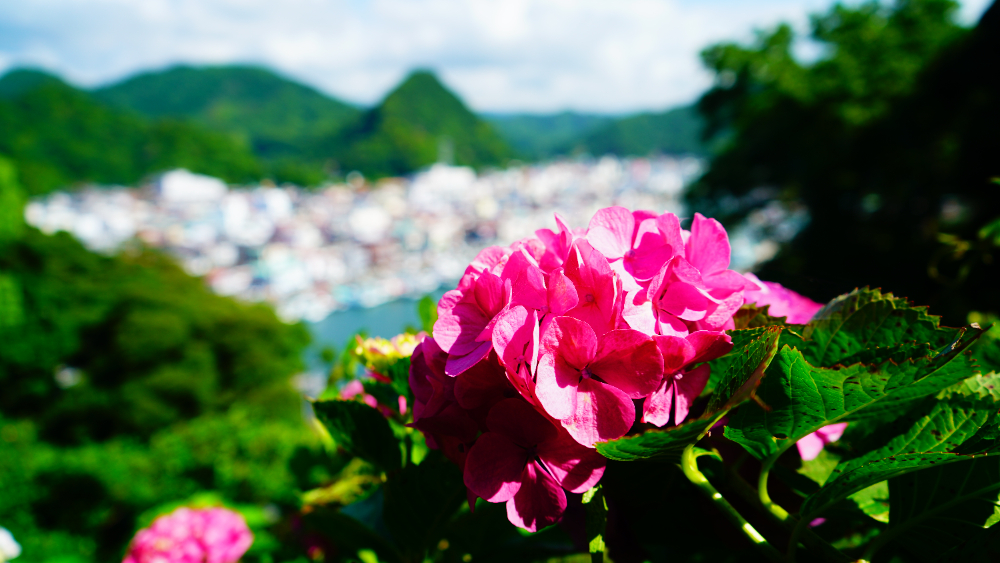 あじさい祭】日本一の群生、三百万輪が咲き誇る - COLUMN｜Izu Letters