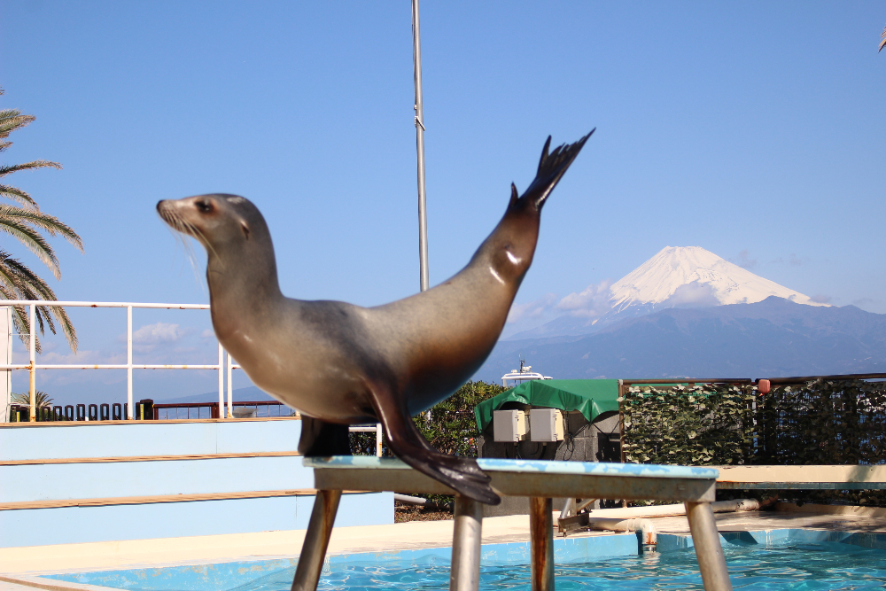 あわしまマリンパーク】楽しみ方いろいろ。遊び心をくすぐる、無人島の水族館 - COLUMN｜Izu Letters